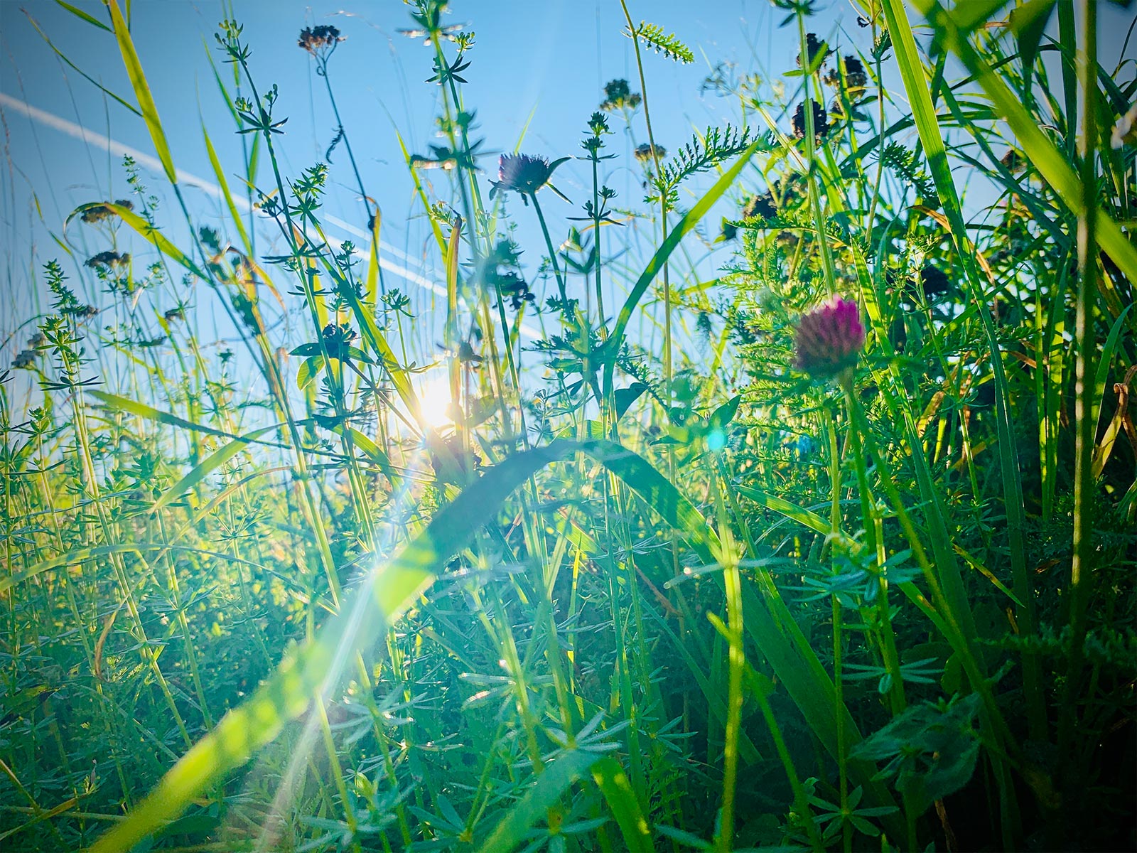 Foto zeigt eine Blumenwiese 